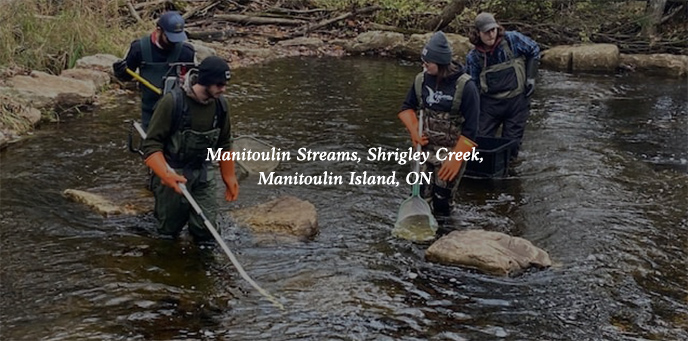 Manitoulin Streams, Shrigley Creek, Manitoulin Island ON